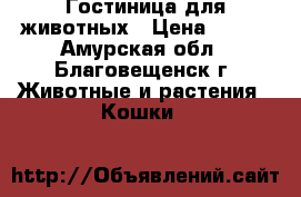 Гостиница для животных › Цена ­ 200 - Амурская обл., Благовещенск г. Животные и растения » Кошки   